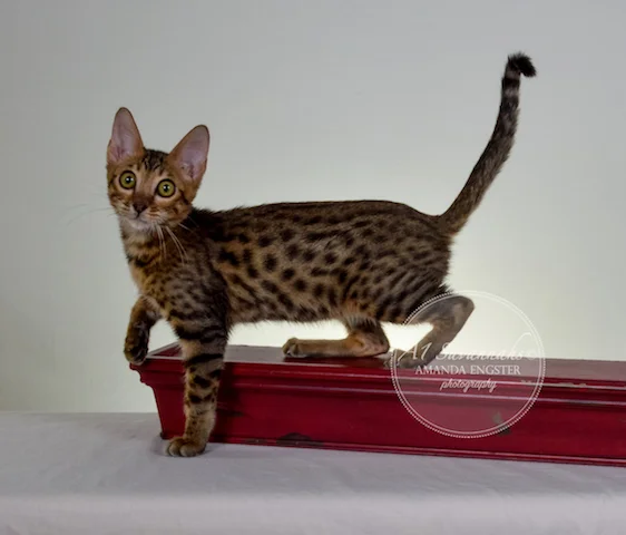 A1 Savannahs Theodore F5 Male Savannah Kitten - Savannah Cats and Kittens For Sale 