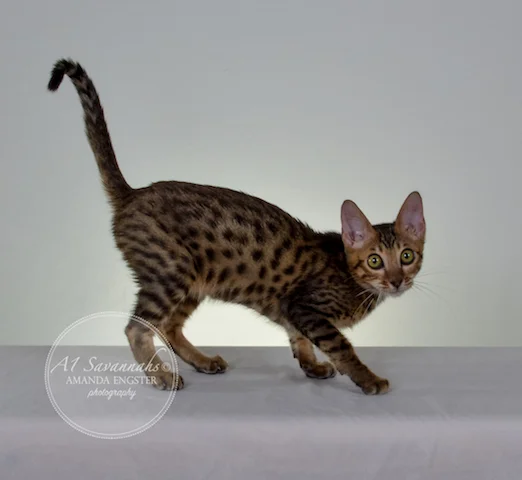 A1 Savannahs Theodore F5 Male Savannah Kitten - Savannah Cats and Kittens For Sale 