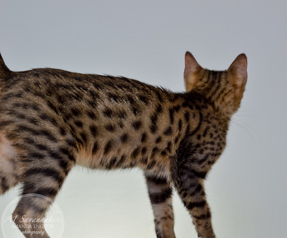 A1 Savannahs Theodore F5 Male Savannah Kitten - Savannah Cats and Kittens For Sale 