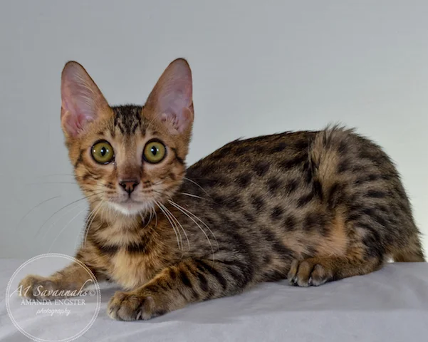 A1 Savannahs Theodore F5 Male Savannah Kitten - Savannah Cats and Kittens For Sale 