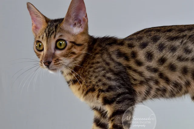 A1 Savannahs Theodore F5 Male Savannah Kitten - Savannah Cats and Kittens For Sale 