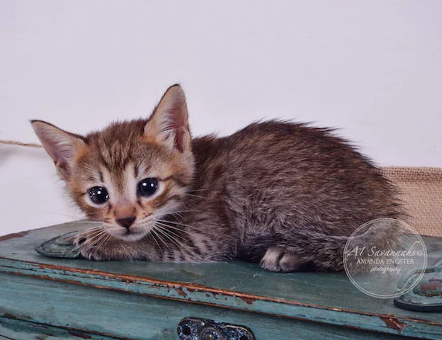 A1 Savannahs Falyn F4 Female Savannah Kitten