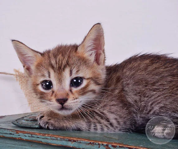 A1 Savannahs Falyn F4 Female Savannah Kitten