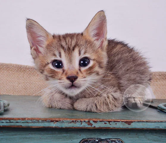A1 Savannahs Falyn F4 Female Savannah Kitten