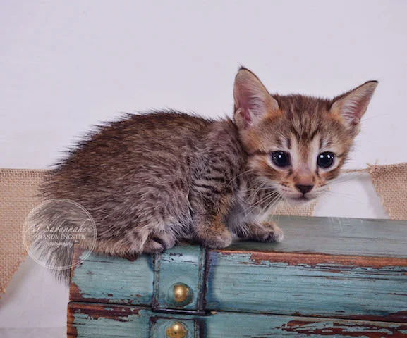 A1 Savannahs Falyn F4 Female Savannah Kitten