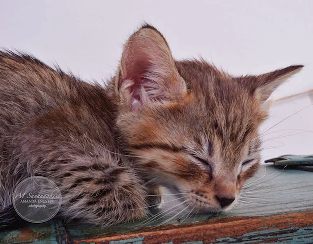 A1 Savannahs Falyn F4 Female Savannah Kitten