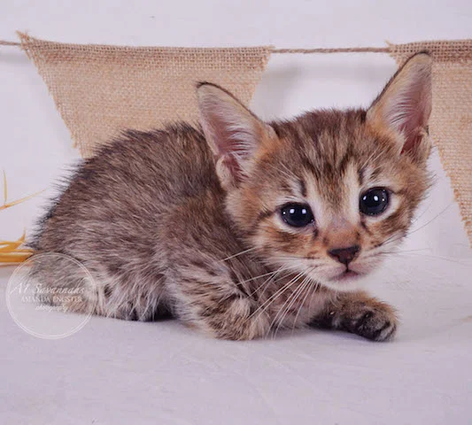 A1 Savannahs Falyn F4 Male Savannah Kitten