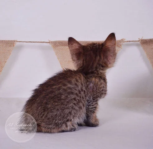 A1 Savannahs Falyn F4 Female Savannah Kitten