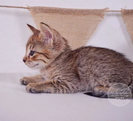 A1 Savannahs Falyn F4 Female Savannah Kitten