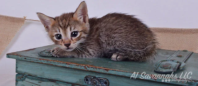 A1 Savannahs Falyn F4 Female Savannah Kitten