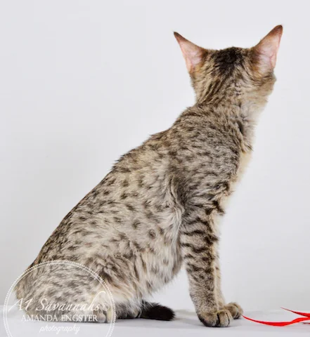 A1 Savannahs Falyn F4 Female Savannah Kitten