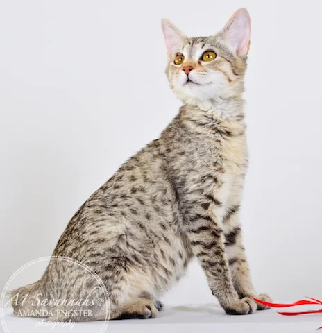 A1 Savannahs Falyn F4 Female Savannah Kitten
