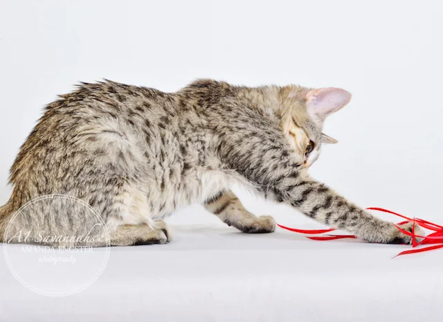 A1 Savannahs Falyn F4 Female Savannah Kitten