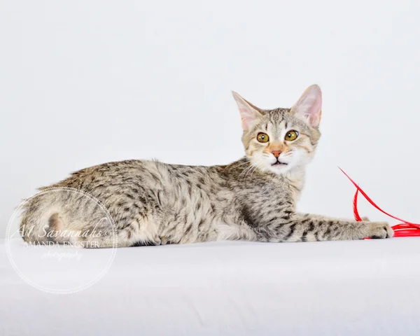 A1 Savannahs Falyn F4 Female Savannah Kitten