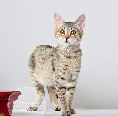 A1 Savannahs Falyn F4 Female Savannah Kitten