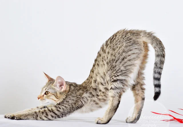 A1 Savannahs Falyn F4 Female Savannah Kitten