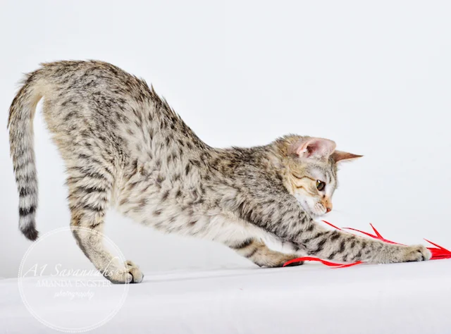A1 Savannahs Falyn F4 Female Savannah Kitten