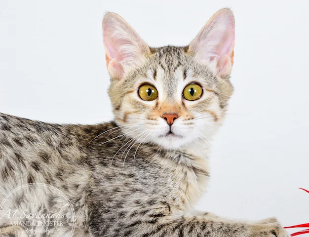 A1 Savannahs Falyn F4 Female Savannah Kitten