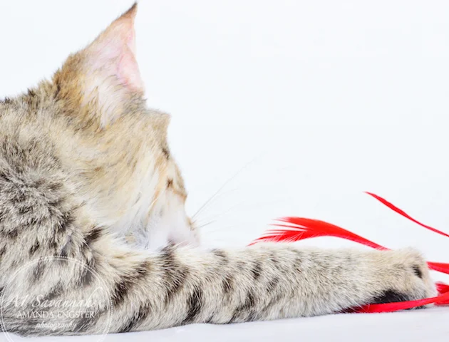 A1 Savannahs Falyn F4 Female Savannah Kitten