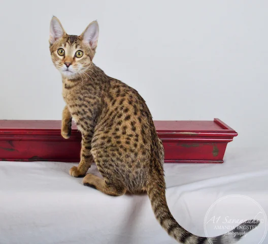 A1 Savannahs Nora SBT Female Savannah Kitten - Savannah Cats and Kittens For Sale