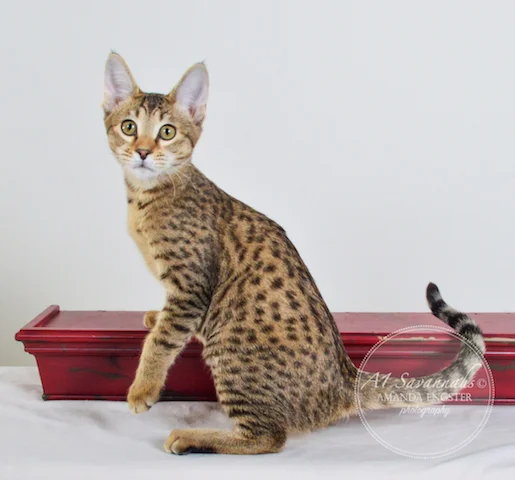 A1 Savannahs Nora SBT Female Savannah Kitten - Savannah Cats and Kittens For Sale