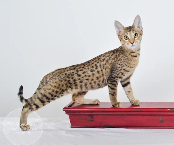 A1Savannahs Nora SBT Female Savannah Kitten - Savannah Cats and Kittens For Sale