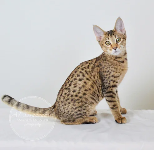 A1 Savannahs Nora SBT Female Savannah Kitten - Savannah Cats and Kittens For Sale