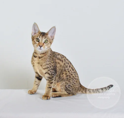 A1 Savannahs Nora SBT Female Savannah Kitten - Savannah Cats and Kittens For Sale