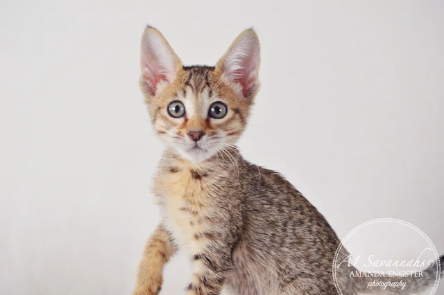 A1 Savannahs Nora SBT Female Savannah Kitten - Savannah Cats and Kittens For Sale