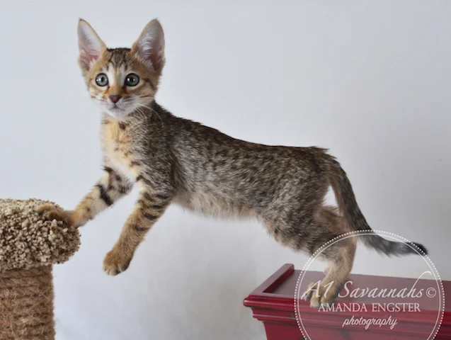 A1 Savannahs Nora SBT Female Savannah Kitten - Savannah Cats and Kittens For Sale