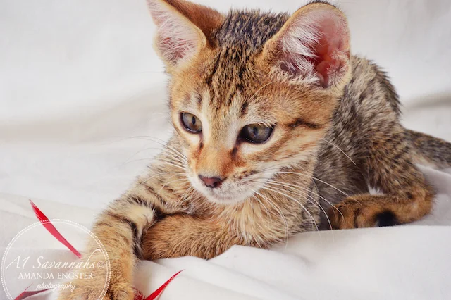 A1 Savannahs Nora SBT Female Savannah Kitten - Savannah Cats and Kittens For Sale