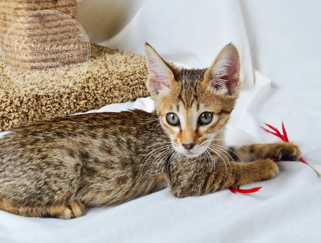 A1 Savannahs Nora SBT Female Savannah Kitten - Savannah Cats and Kittens For Sale