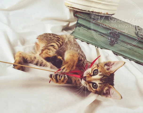 A1Savannahs Nora SBT Female Savannah Kitten - Savannah Cats and Kittens For Sale