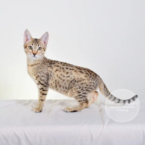 A1 Savannahs Nikita SBT Female Savannah Kitten