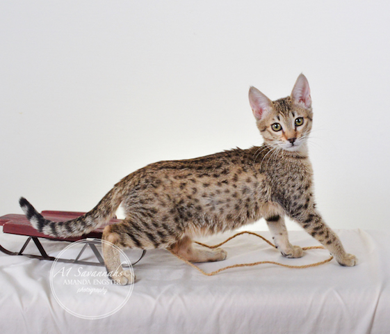 A1 Savannahs Nikita SBT Female Savannah Kitten