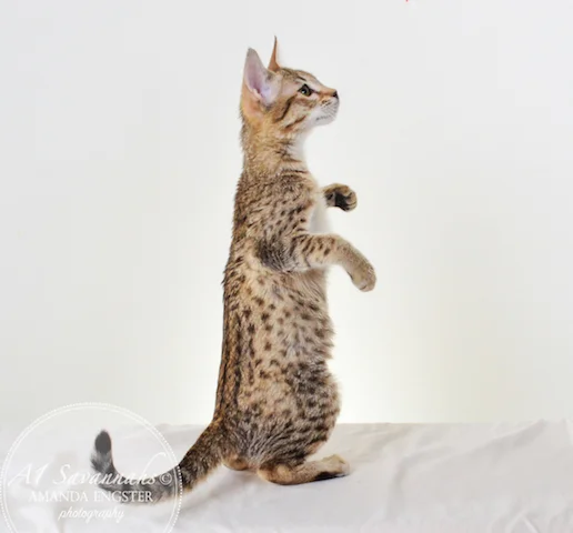 A1 Savannahs Nikita SBT Female Savannah Kitten