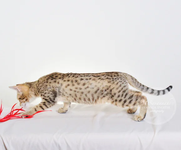 A1 Savannahs Nikita SBT Female Savannah Kitten