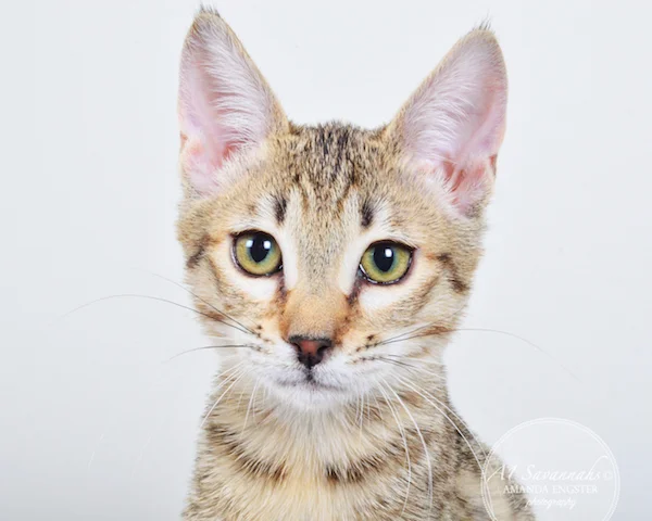 A1 Savannahs Nikita SBT Female Savannah Kitten