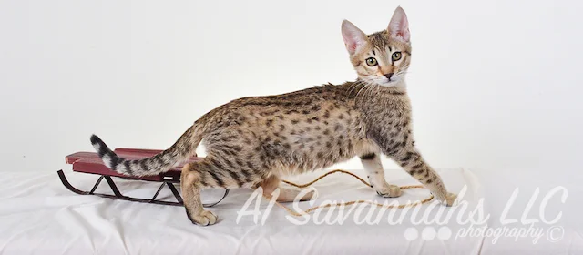 A1 Savannahs Nikita SBT Female Savannah Kitten