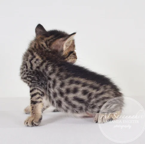 A1 Savannahs Madden SBT Male Savannah Kitten