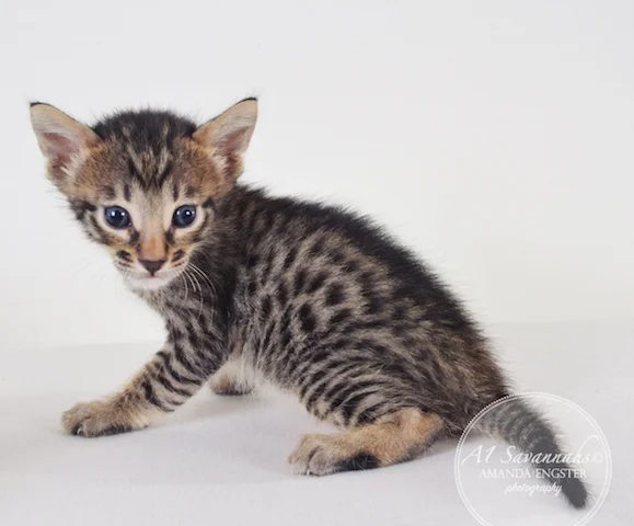 A1 Savannahs Madden SBT Male Savannah Kitten