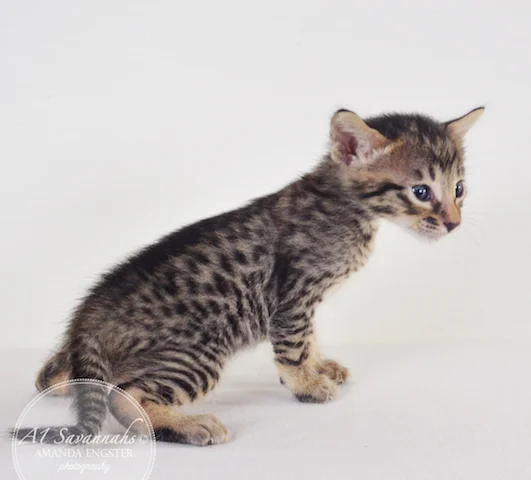 A1 Savannahs Madden SBT Male Savannah Kitten