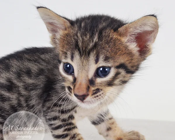 A1 Savannahs Madden SBT Male Savannah Kitten