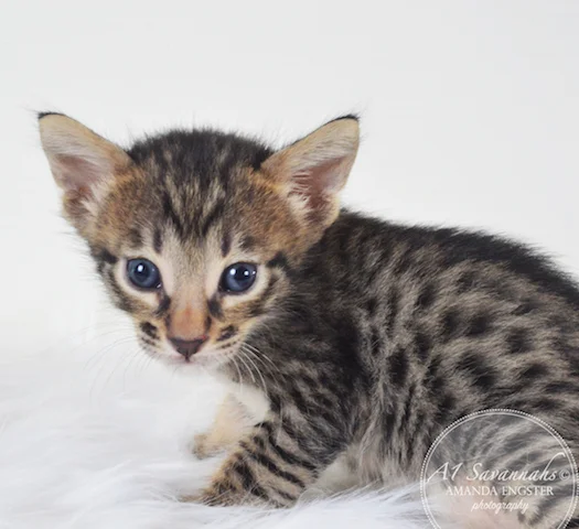 A1 Savannahs Madden SBT Male Savannah Kitten