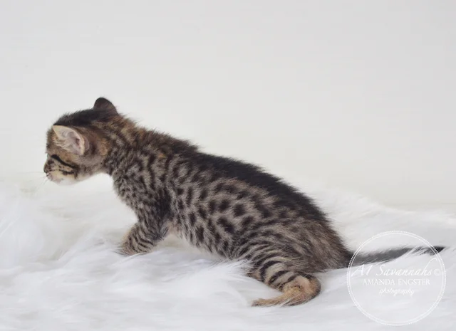 A1 Savannahs Madden SBT Male Savannah Kitten