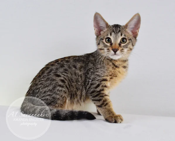 A1 Savannahs Madden SBT Male Savannah Kitten