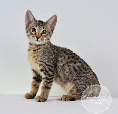 A1 Savannahs Madden SBT Male Savannah Kitten