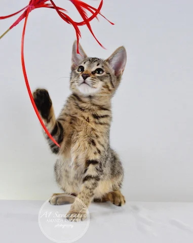 A1 Savannahs Madden SBT Male Savannah Kitten