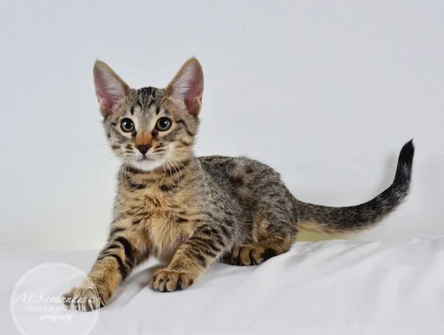 A1 Savannahs Madden SBT Male Savannah Kitten