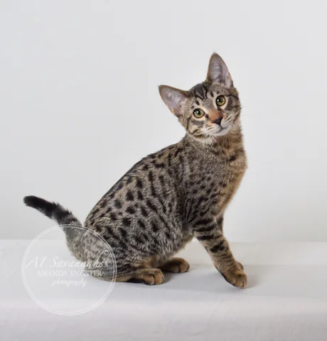 A1 Savannahs Niel SBT Male Savannah Kitten